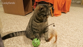 feather whirl cat toy