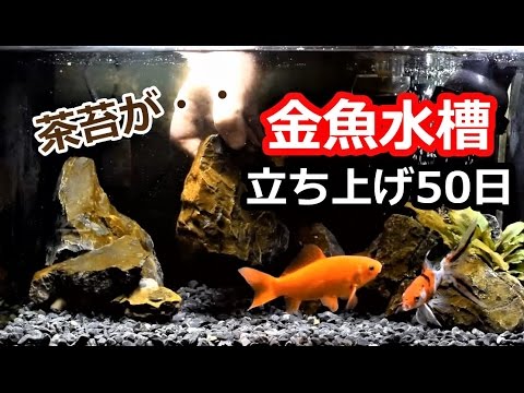 茶苔除去 金魚水槽立ち上げ50日メンテナンス Youtube