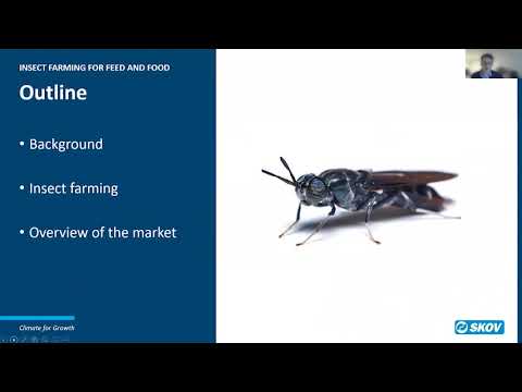 Insect farming for feed and food Circular economy