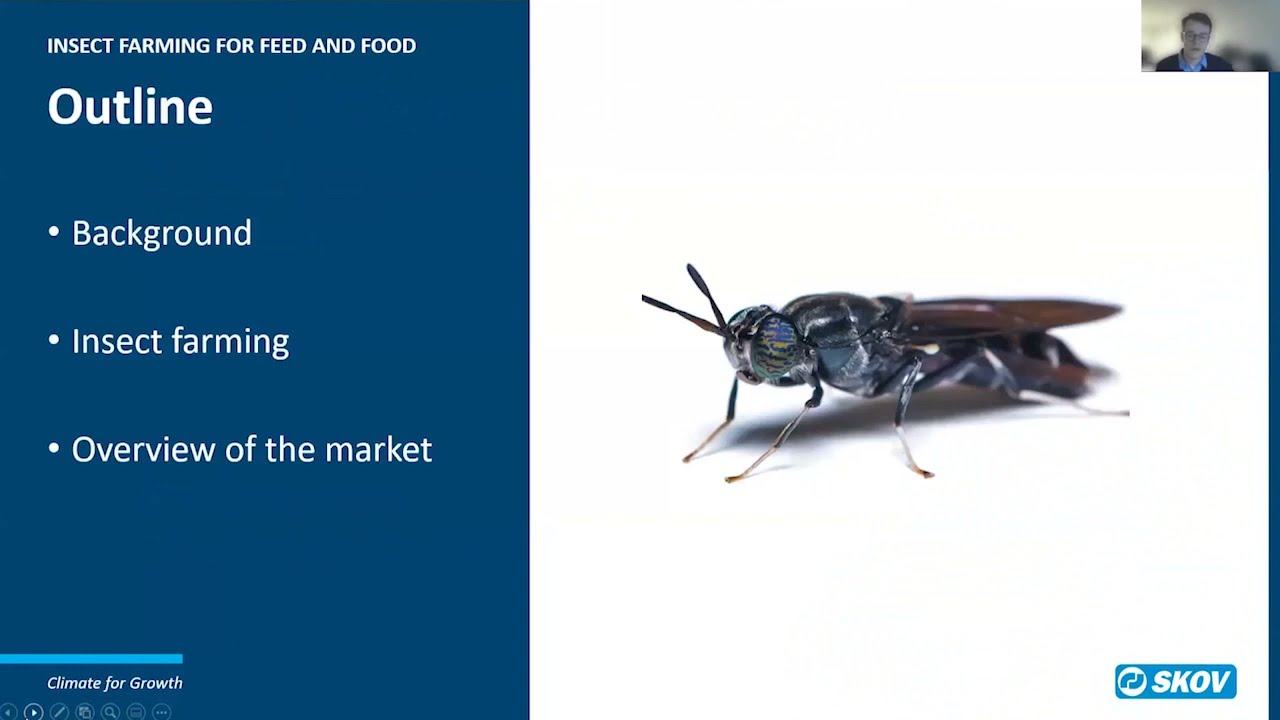 Insect farming for feed and food Circular economy YouTube