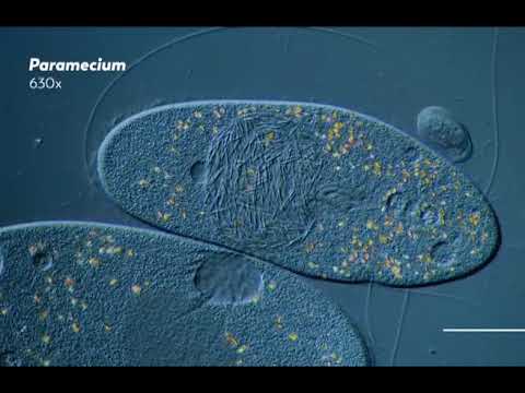 Видео: Что заставляет клетку лизироваться?