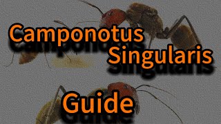The best guide to keeping camponotus singularis ants