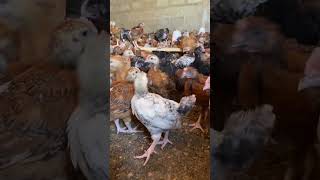 TUNAUZA VIFARANGA WA KUROILER, SASSO & TANBRO - CHOTARA WA MWEZI MMOJA.