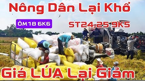 Nông Dân Lại Khổ!!Giá Lúa Lên Chưa Bao Lâu Thì Lại Giảm