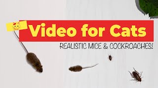 CAT GAMES  Realistic Mice and Cockroach Hunting  ☑