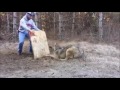 Vede un Grosso Lupo caduto in trappola guardate cosa fa quest'uomo!!