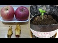 Germinate apple seeds in 2 days | Germinate apple seeds without putting in refrigerator Philippines