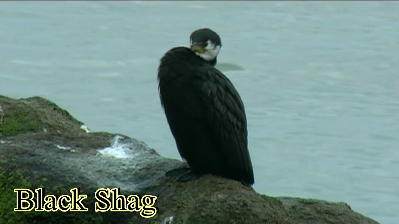 Birds of North Island of New Zealand 2010 to 2015 01 