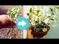How to grow bougainvillea tree from cuttings method of propagating  bougainvillea branches
