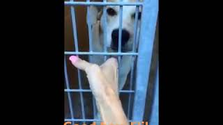 Eli - Code Red Dog In Need Of A Rescue Angel