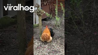 Rooster Picks Flowers For Hen || ViralHog