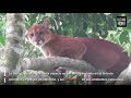 En Divalá, MiAMBIENTE vela por la seguridad de puma