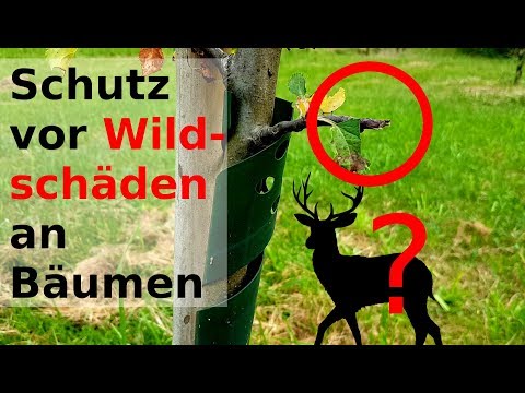 Video: Gartenbäume Vor Hasen Schützen