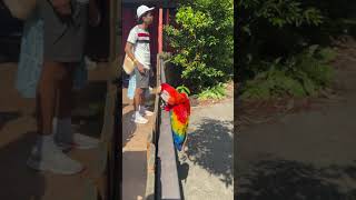 This parrot can live to 80 years old.. Mandai Bird Paradise - Asia's largest bird park.