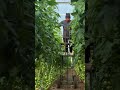 Farming #farming #tips #satisfying