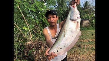 CÂU CÁ THÁC LÁC CƯỜM SÔNG | CÂU CÁ NÀNG 2 SÔNG