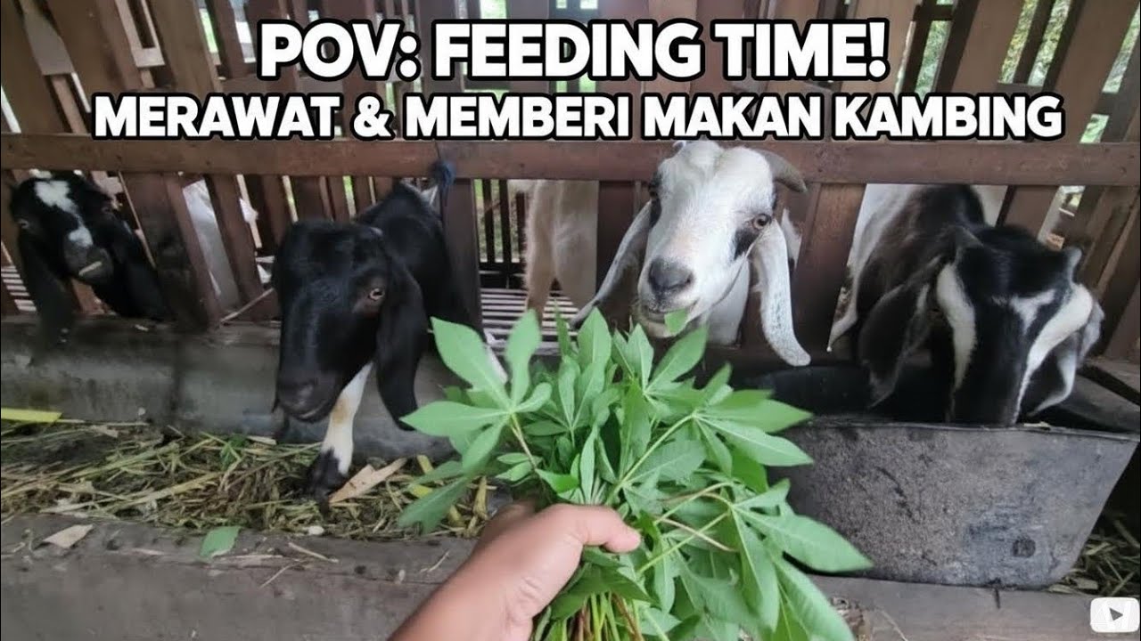 POV: Jadi Peternak Sehari — Disambut Teriakan “Mbeeek!” 🐐