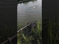 Tiger Trout - The Bung - Fly Fishing UK - Ellerdine Lakes - #fishing #troutfishing