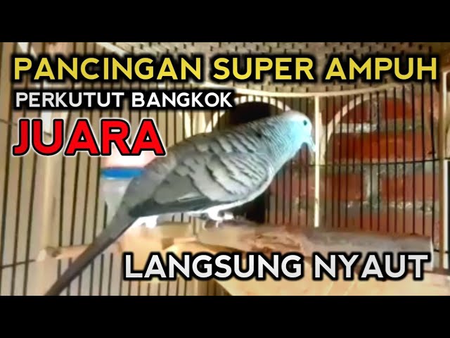 PANCINGAN PERKUTUT BANGKOK SUPER AMPUH - PERKUTUT BANGKOK GACOR JUARA class=