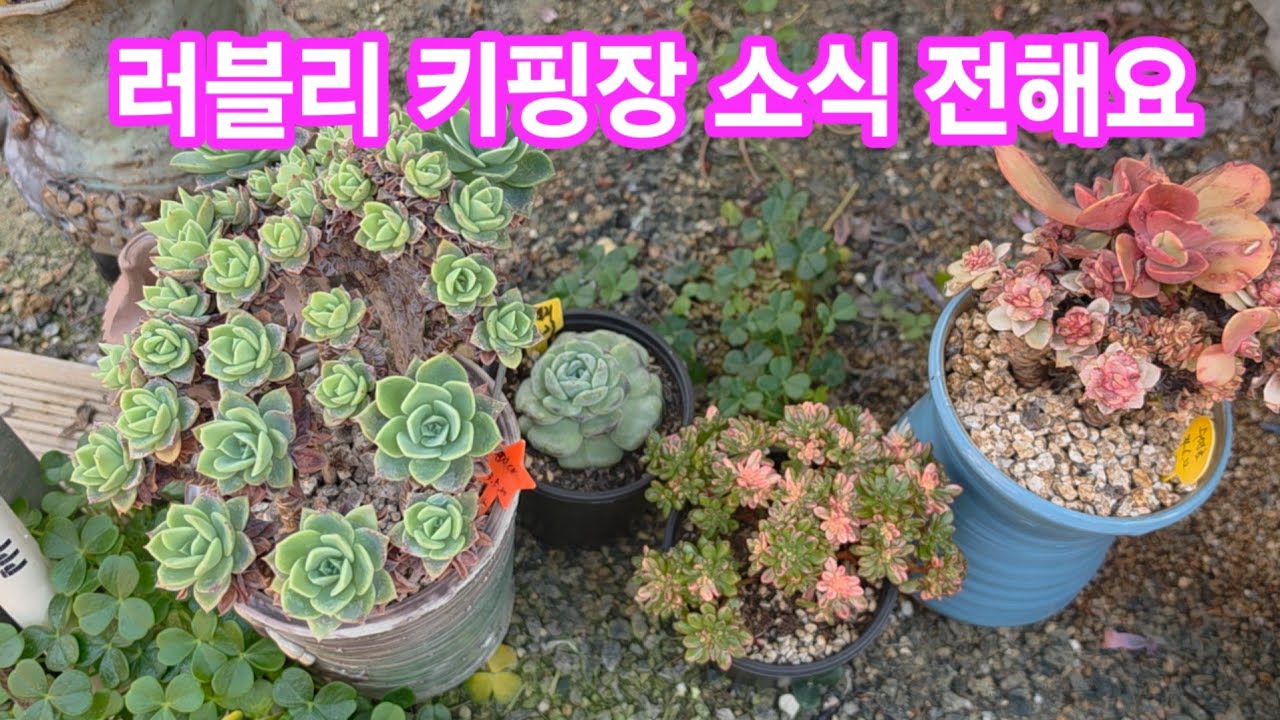 26.3.8 🌹러블리 키핑장 소식 전해요🌹 #succulent #다육식물 #러블리로즈다육tv #키핑장 