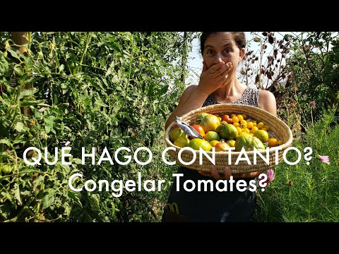 Video: Congelación de tomates del jardín: qué tipos de tomates se pueden congelar