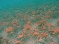 Swarm of giant red crabs