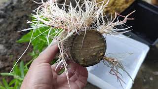Propagate Weeping Willow FAST & EASY Quick And Dirty Method To Propagate Weeping Willow Trees