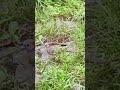 This zebra dove has difficulty climbing through tall grass in search of food #shorts #zebradove