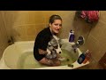 Fox grooming and bathing