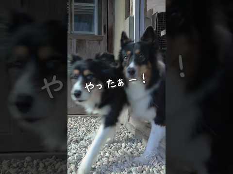 雨の日でもお庭で走り回るボーダーコリーとオゥシーが可愛い #ボーダーコリー #オーストラリアンシェパード #dog