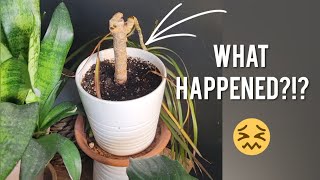 Rescuing My Dracaena Marginata! JUNGLE TRANSFORMATION