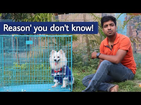 Why this dog Cage is famous in whole