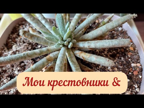 #мояколлекция Виды крестовников! Мои сенецио!#succulents