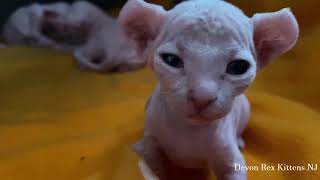 Sphynx Elf Kittens 2.5 Weeks Old Adorable Kittens Playing For Sale! Hypoallergenic by Devon Rex Kittens NJ 68 views 3 years ago 3 minutes, 35 seconds
