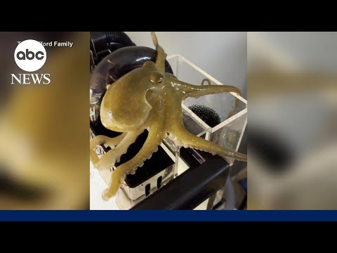 Father and son go viral after their pet octopus gives birth to 50 babies.