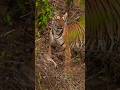 Tiger Hunt in Kabini Jungle 🐾