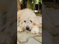 doggi #shorts #viralvideo #trendingshorts