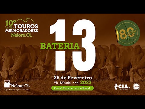 BATERIA 13 - 10º LEILÃO - TOUROS MELHORADORES NELORE OL