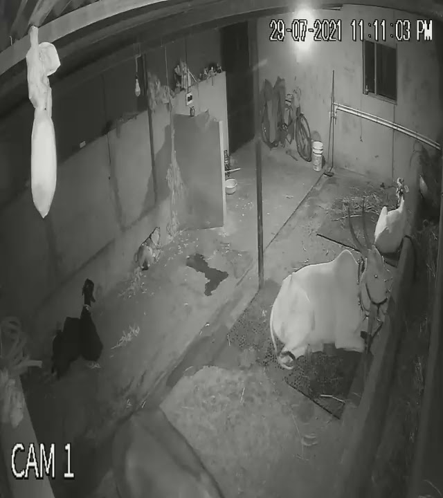 CCTV CAMERA FOR ANIMAL SHADE IN NIGHT VISION