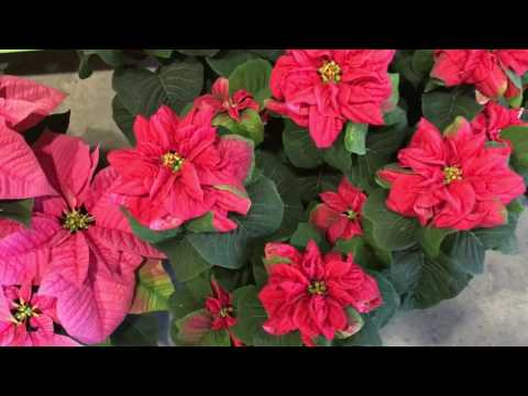 The Do's & Don'ts of Poinsettia care in Knoxville Tennessee