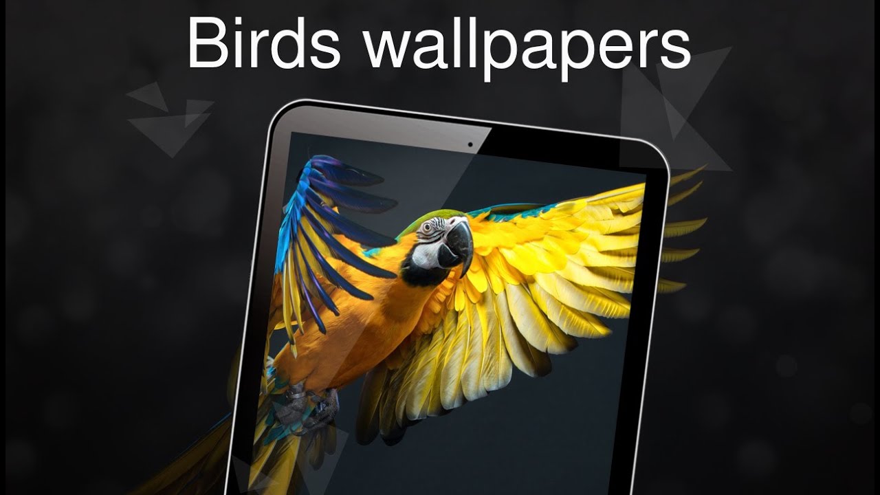 Free Tweety Bird Wallpaper For Android