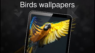 Birds wallpapers 4K screenshot 1