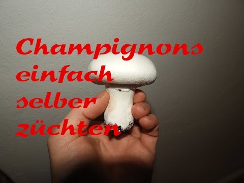 pilzzucht-pilze-einfach-selber-züchten-champignons