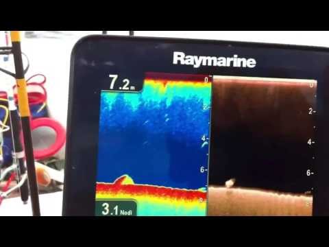 raymarine Dragonfly Marshall m80 parte 2