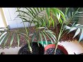 Хамедорея - пальма, цветущая в домашних условиях!