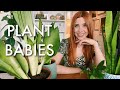 PLANT BABIES! (and a ramble about the Snyder Cut)