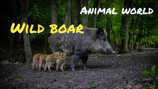 Animal Planet. Wild Boar. Video And Sound.