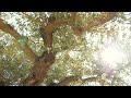 Palestine Olive Tree