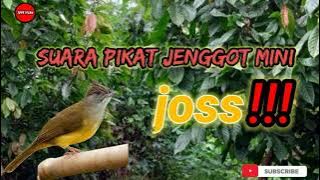 ANTI ZONK!!! suara pikat jenggot mini terbaru