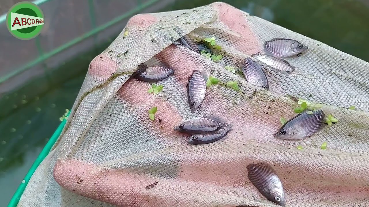 Update Pertumbuhan Ikan Gurame Usia 1 Bulan Dan Pemberian Pakan